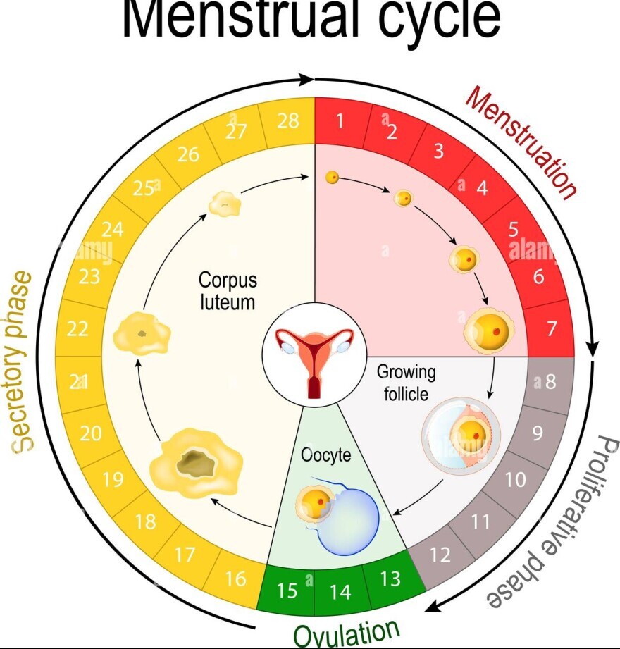 Menstrual cycle and ovulation 